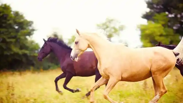 watch ebrs flipagram video featuring horsepower