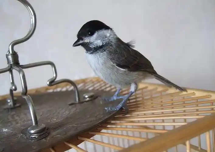 中国即将消失的养鸟文化六:这种鸟深受乾隆帝喜爱,为它特制笼子_山雀