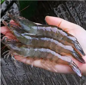 野生对虾鲜活图片