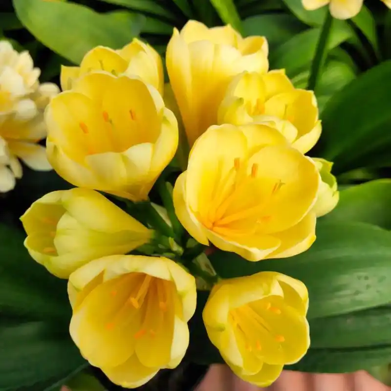 君子兰开花黄花清新高贵.#图文伙伴计划 #花卉绿植 #花开富 - 抖音