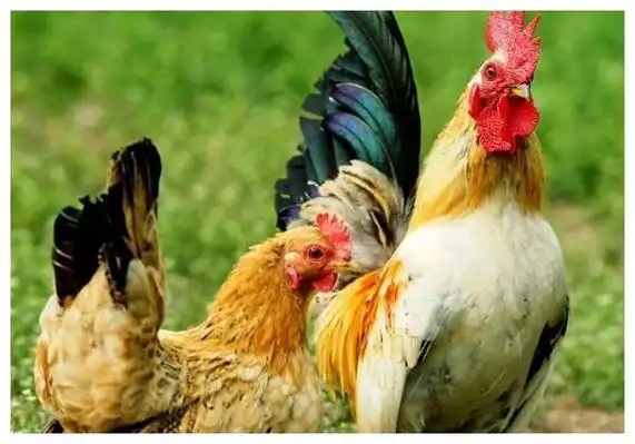 6,女81属鸡和男79属羊婚配:属羊男和年属的爱情婚姻好吗?